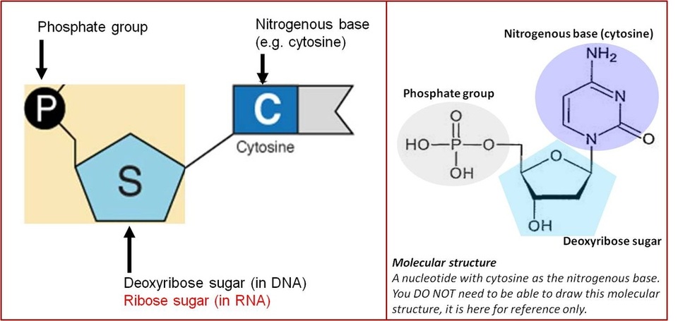 dna structure nucleotide