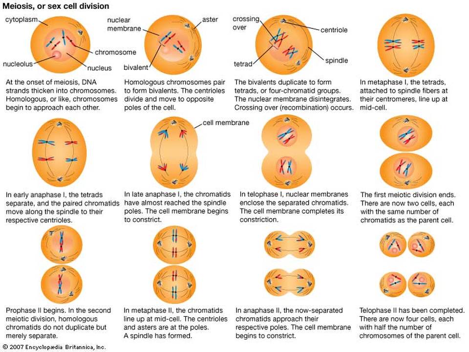 mitosis stages and descriptions