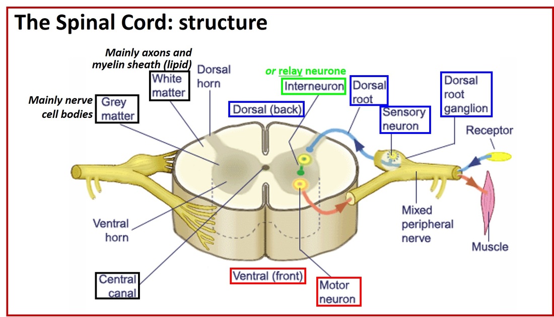 spinal cord function and structure