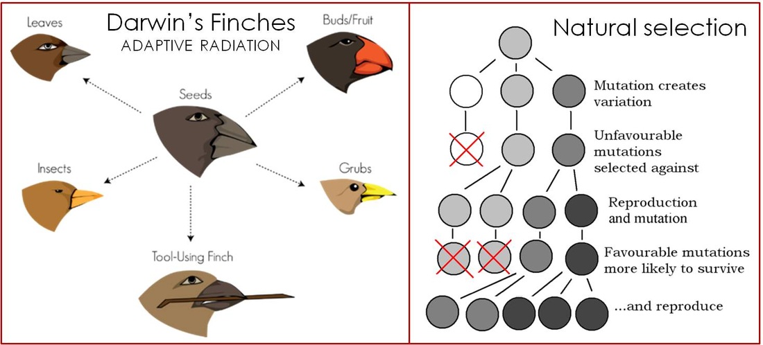 Describe Darwin S Observations About The Finches On The Galapagos Islands Anabellekruwparsons
