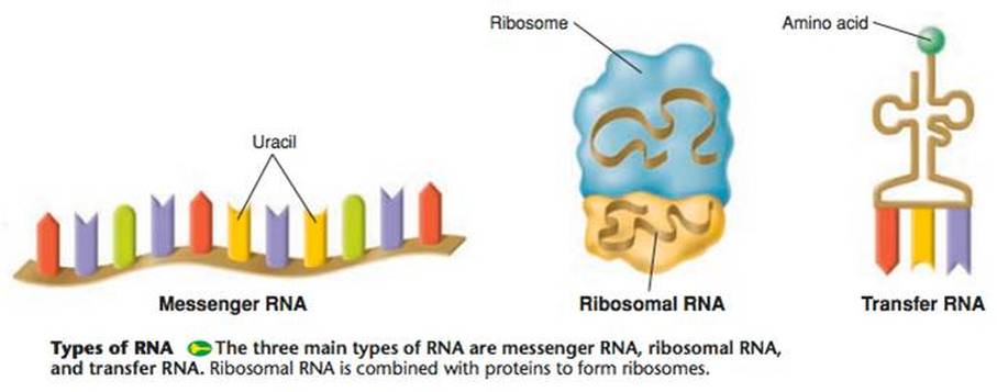 genetics-rna-transcription-page-2-chloe-s-science