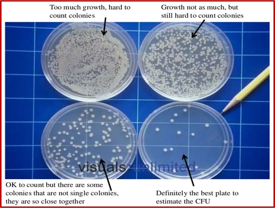 Bacteria Structure Growth Culturing And Counting Cell - vrogue.co