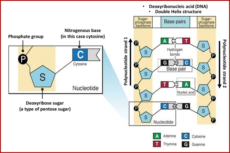 [DIAGRAM] Diagram Of Nucleotide Gene Dna Double Helix Chromosome ...